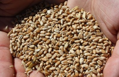фитоэкспертиза озимая пшеница